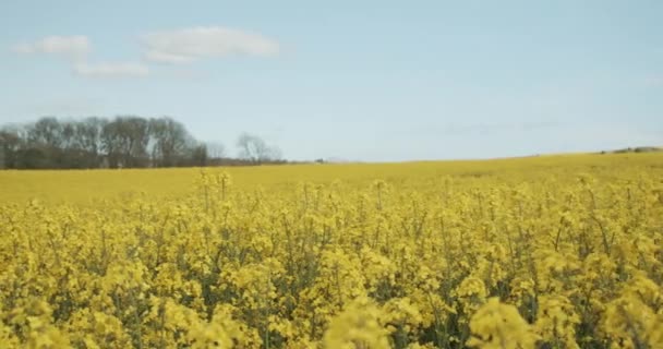 Heiterer Schuss von Rapsfeldern und ein Blick von Bäumen auf das grüne Grasland — Stockvideo