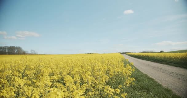 Ścieżka, Canola Fields i bujne zielone pole — Wideo stockowe