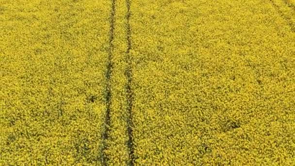 Rijke Canola Velden met Verticale Pathways van bovenaf gezien — Stockvideo