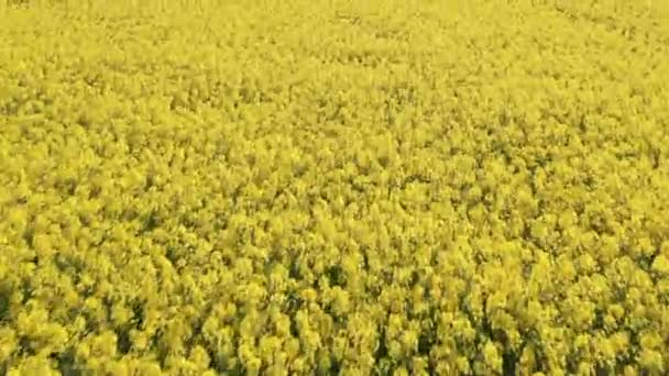 Drone Shot of Canola Fields és részleges kilátás nyílik a tóra — Stock videók