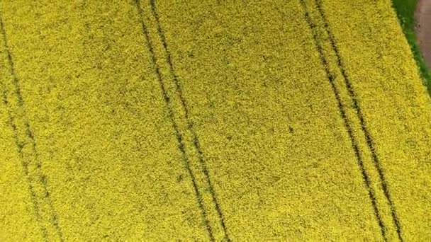 Bird 's Eye View of the Rich Canola Fields in Denemarken op een winderige dag — Stockvideo