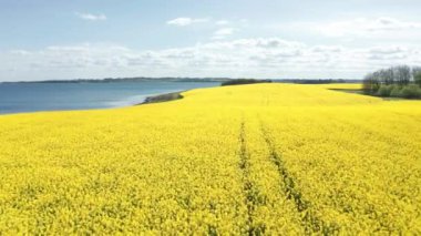 Danimarka 'da Lakeside tarafından çekilen güzel Canola Fields Hava Çekimi