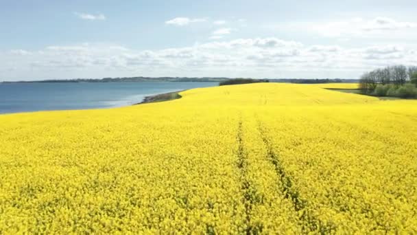Lindo tiro aéreo de Canola Campos à beira do lago na Dinamarca — Vídeo de Stock