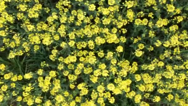 Άποψη Bird 's Eye of Canola Flowers Being Blown by the Wind σε ένα απέραντο πεδίο — Αρχείο Βίντεο