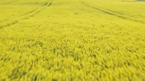 Rastreamento Aéreo Tiro de Vasto Canola Farmland Estendendo o Horizonte na Dinamarca — Vídeo de Stock