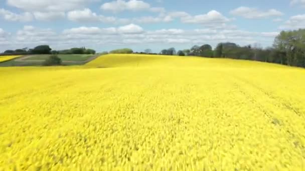 Drone Tracking Shot of Canola Farmlands i przebłysk jeziora w Danii — Wideo stockowe