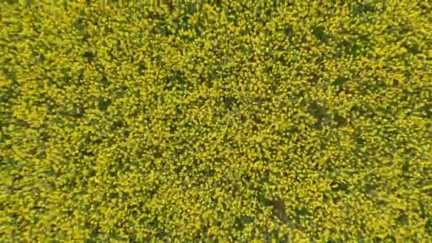 Aerial Pull Away Shot of the Vast Land of Canola Farmlands in Denmark — Stock Video