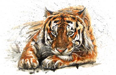Tiger watercolor predator clipart