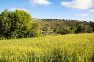 Güzel bir tarım arka plan