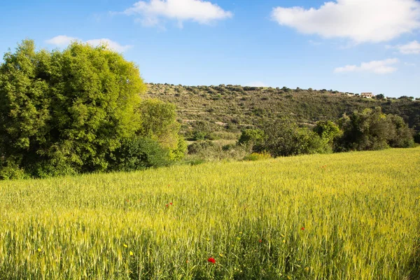 Güzel bir tarım arka plan