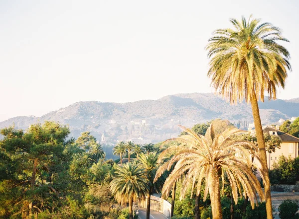 Palmiye ağaçları ve üstünde tepe tepe villa — Stok fotoğraf