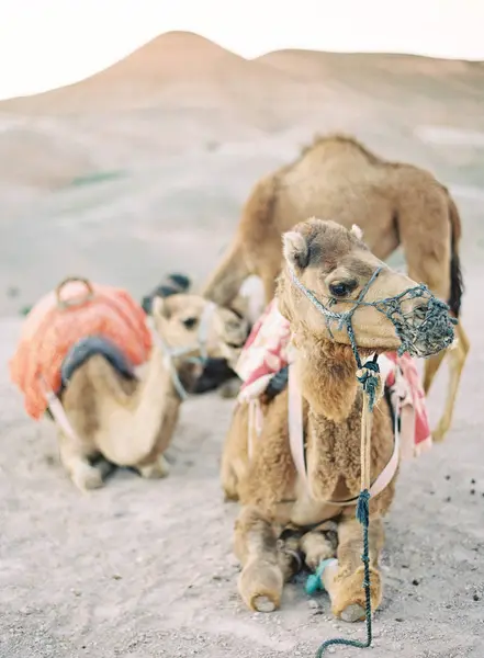 Camellos descansando en el desierto — Foto de Stock