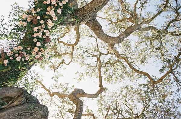 花で飾られたツリー — ストック写真