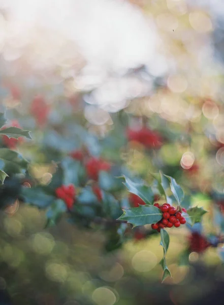 Berries growing on bush — Stock Photo, Image