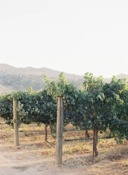 Alberi da frutto sul campo — Foto Stock