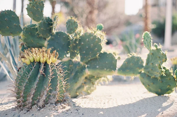 Cactus florecientes que crecen en jardín —  Fotos de Stock