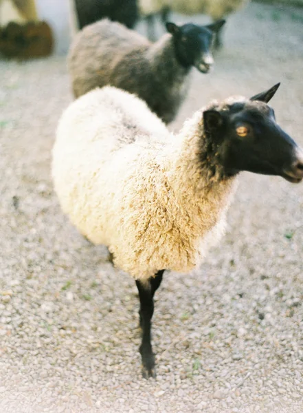 Yerli koyun açık duran — Stok fotoğraf