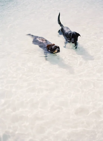 Perros nadando en el lago — Foto de Stock