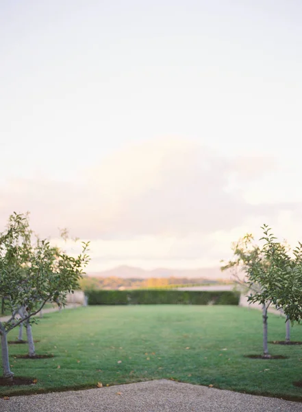 Garden lawn with cherry trees — Stock Photo, Image