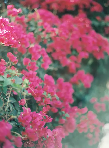 Fiori che crescono in giardino — Foto Stock