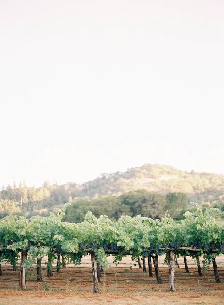 Vineyards growing in field — Stock Photo, Image