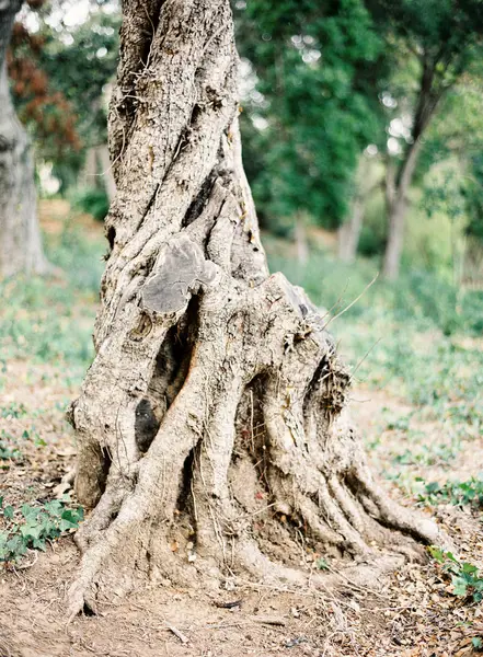 Tree with gnarled roots — Stock Photo, Image
