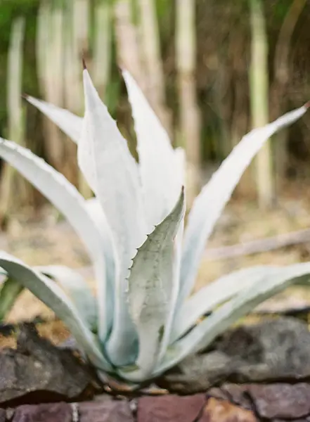 Planta de agave joven creciendo entre piedras —  Fotos de Stock