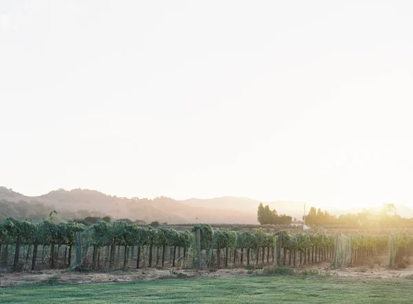 Vineyards growing in field — Stock Photo, Image