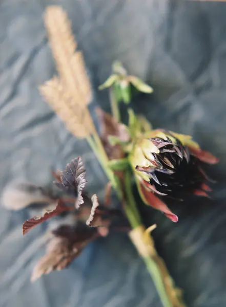 Plantas e flores rústicas — Fotografia de Stock