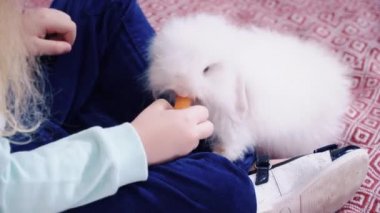 Sarışın küçük kız beyaz tavşan havuç besleniyor.