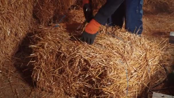 Trabalhador puxa uma corda de fardo de palha . — Vídeo de Stock