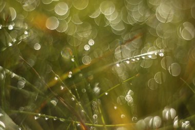 Sabah çiğ sihirli bulanık bokeh arka plan