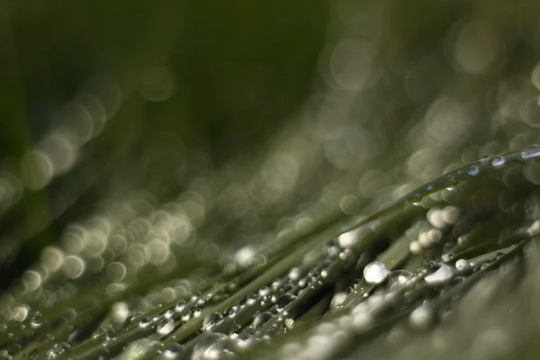 Bokeh background dew in cold morning — Stock Photo, Image