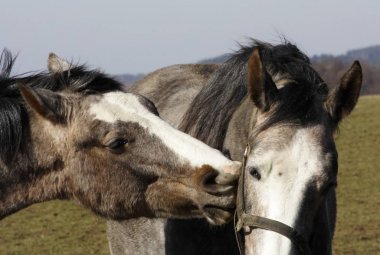 Atlar arka planda fotoğraf öpüşme