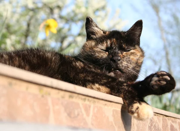 Siesta — Stockfoto