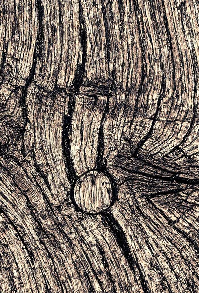 Old Oak Tree Crackled Wood — Stock Photo, Image