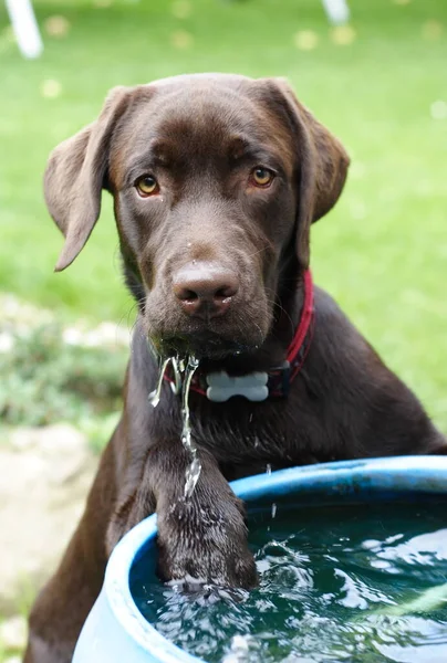 Caffè Labrador Colore Con Acqua — Foto Stock