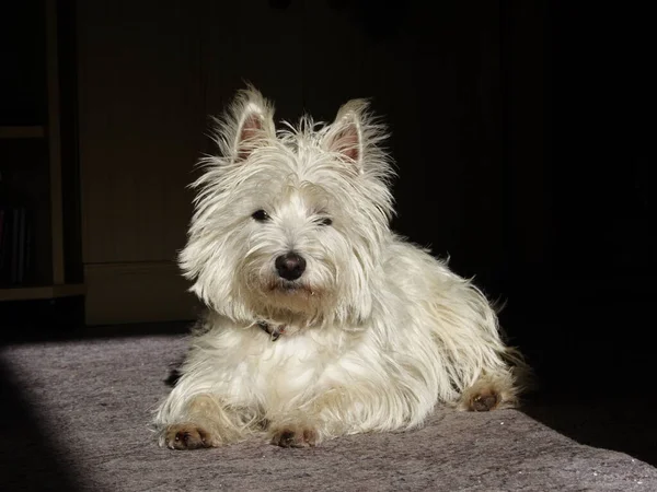 West Highland Terrier Branco — Fotografia de Stock