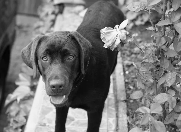 Lab Flower Monochrome Art Photo — Stock Photo, Image