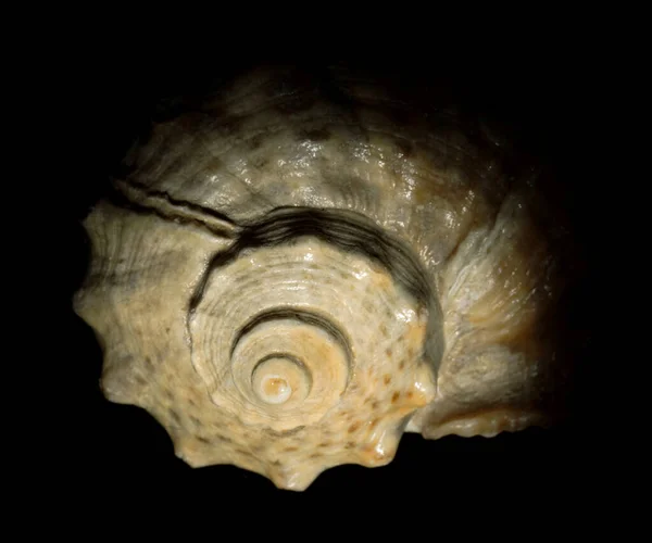 Detail of sea shell photo