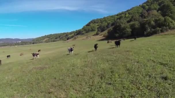 Vacas en el prado, pajar, carretera, montañas de vacas, psebay — Vídeos de Stock