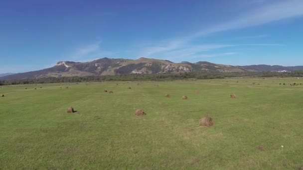 Din aer, vultur, câmp, fân, luncă — Videoclip de stoc