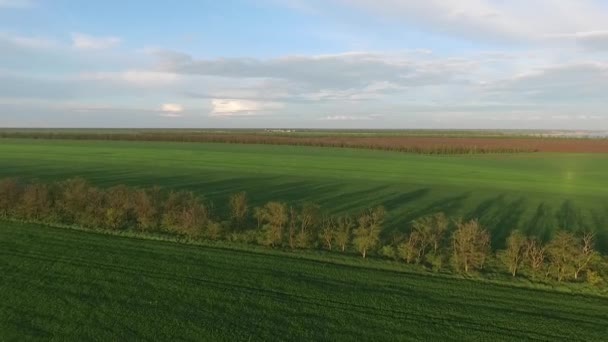 Аерофотозйомка, поле, небо, пшениця — стокове відео