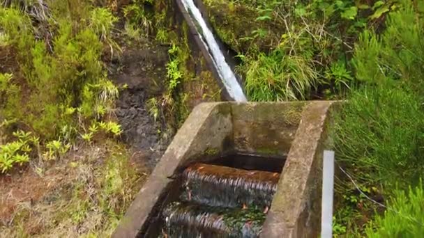 Vidéo 4K de cascade d'eau sur l'île de Madère. Madeira levadas dans la forêt de lauriers. C'est parc national au Portugal — Video