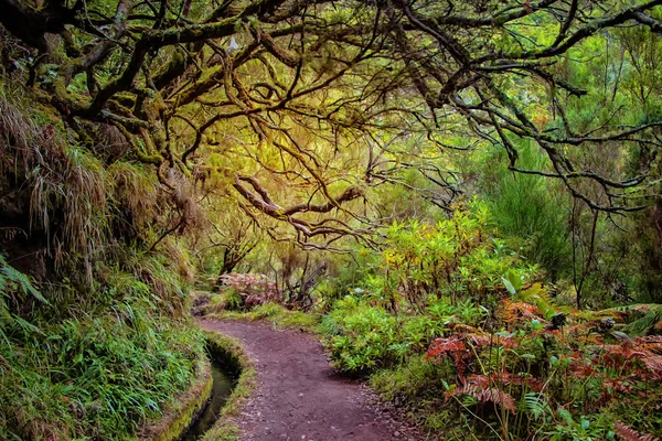 El bosque de laurel en la isla de Madeira es el más grande del mundo. Es un mundo de fantasía de cuento de hadas en Portugal. Es el fondo de la naturaleza. — Foto de Stock
