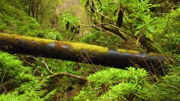 4k video zarostlého lesa a vodovodní trubky s mechem. Tady vede Levade na ostrově Madeira v Portugalsku. Je to vavřínový les.. — Stock video
