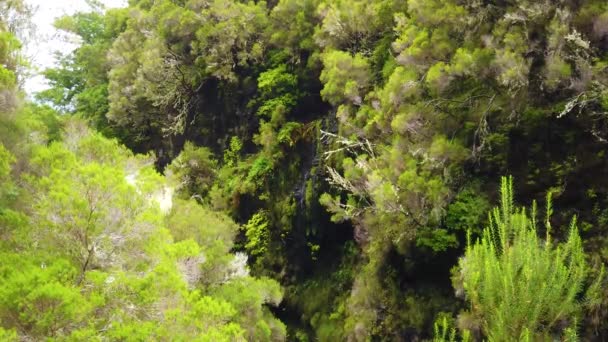 4k video om vattenfall i bergen på Madeira. Madeira levadas i lagergrön skog. Det är nationalpark i Portugal. — Stockvideo