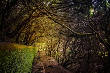 Madeira adasındaki Laurel ormanı dünyanın en büyüğü. Portekiz 'de peri masalı bir fantezi dünyası. Bu doğa geçmişi..