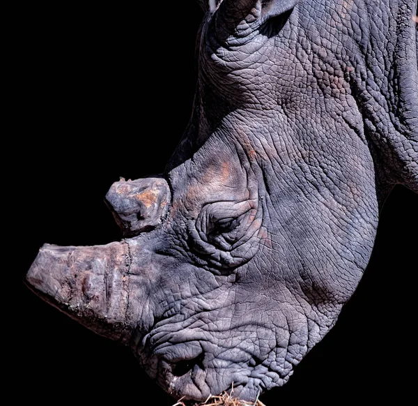 Portrait de rhinocéros avec fond noir. Il s'agit d'une photo animalière d'Afrique lors d'un safari dans la réserve de Bandia, au Sénégal. Sa corne est coupée. C'est un fond naturel avec un animal. — Photo