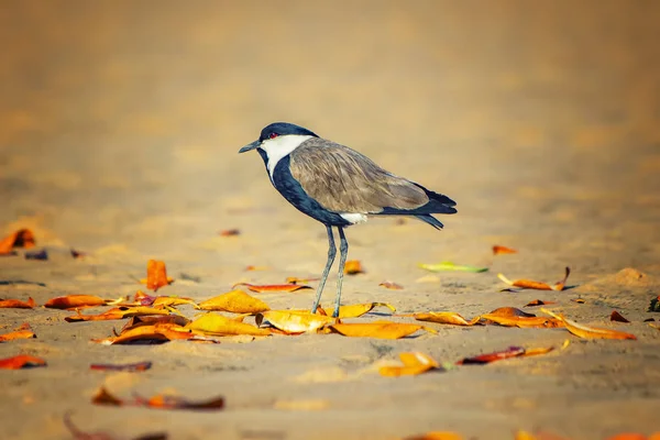 Um pequeno pássaro aquático com uma cabeça preta e olhos vermelhos fica em uma praia de areia na lagoa Somone, Senegal. É uma foto da vida selvagem da África. Pássaro fica perto do mar. — Fotografia de Stock